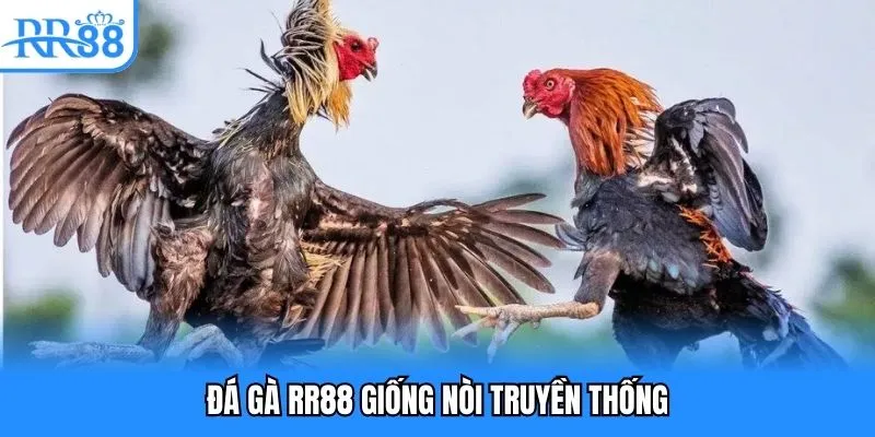 Đá gà RR88 giống nòi truyền thống Đá gà RR88 giống nòi truyền thống