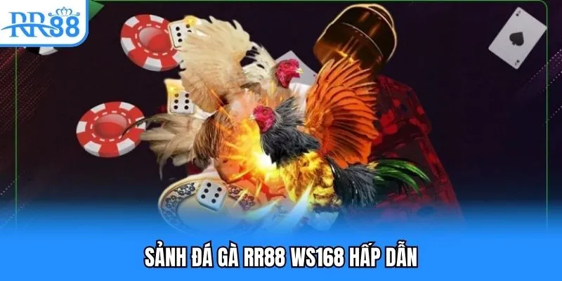 Sảnh đá gà RR88 WS168 hấp dẫn Sảnh đá gà RR88 WS168 hấp dẫn