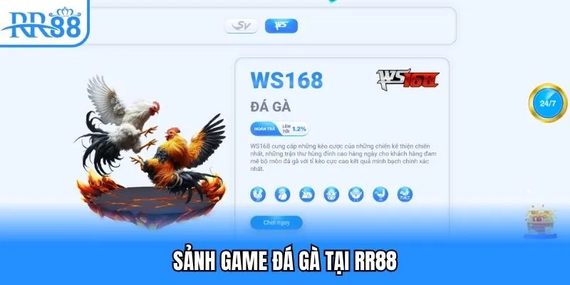 RR88 4 Sảnh game đá gà tại RR88