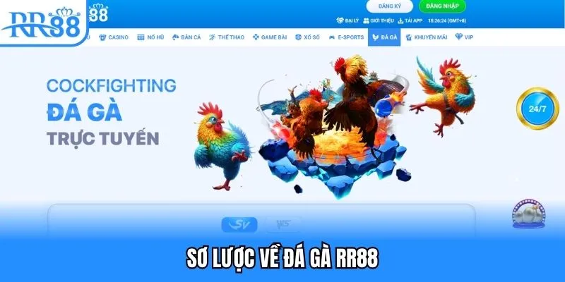 Sơ lược về đá gà RR88 Sơ lược về đá gà RR88