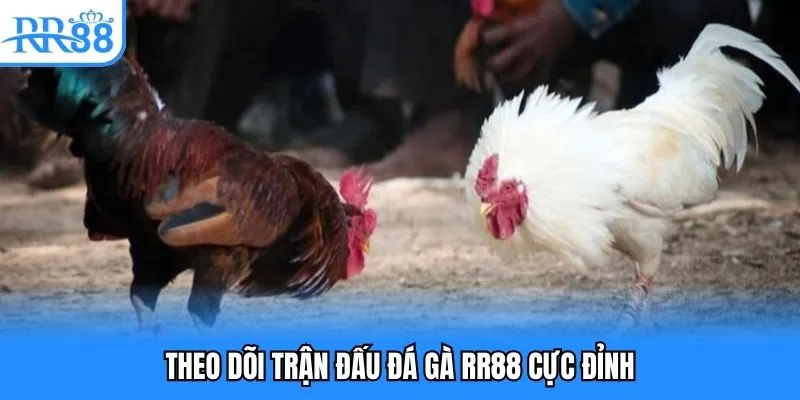 Theo dõi trận đấu đá gà RR88 cực đỉnh Theo dõi trận đấu đá gà RR88 cực đỉnh