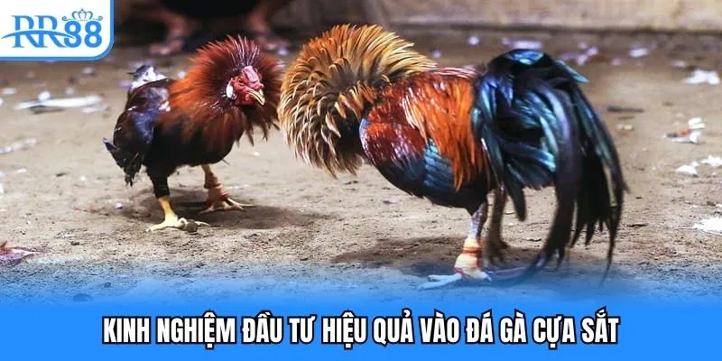 Kinh nghiệm đầu tư hiệu quả vào đá gà cựa sắt Kinh nghiệm đầu tư hiệu quả vào đá gà cựa sắt