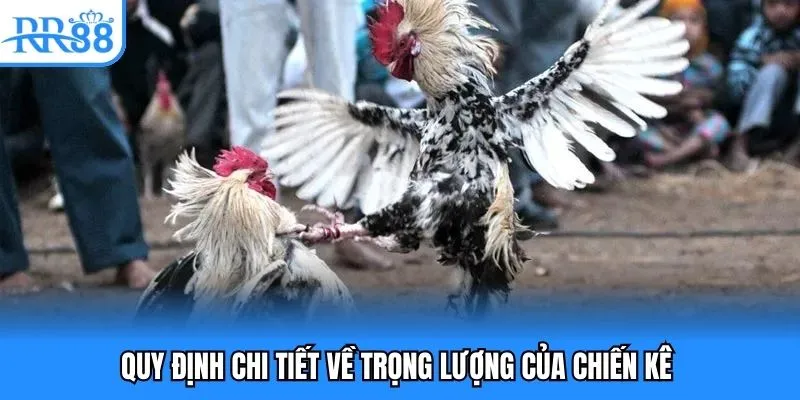 Quy định chi tiết về trọng lượng của chiến kê Quy định chi tiết về trọng lượng của chiến kê