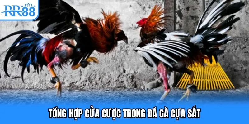 Tổng hợp cửa cược trong đá gà cựa sắt Tổng hợp cửa cược trong đá gà cựa sắt