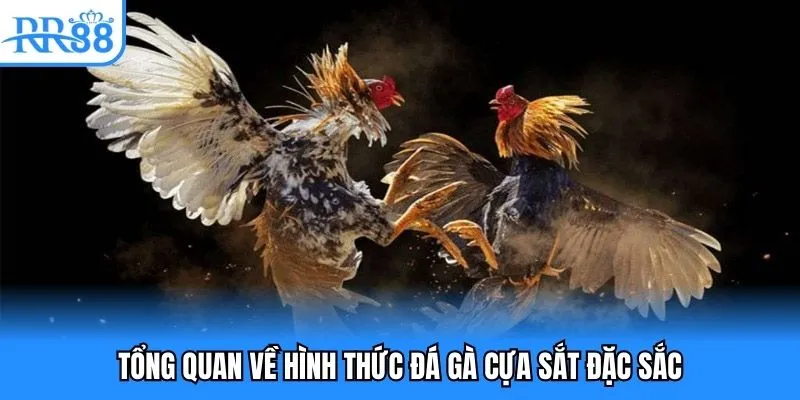 Tổng quan về hình thức đá gà cựa sắt đặc sắc Tổng quan về hình thức đá gà cựa sắt đặc sắc