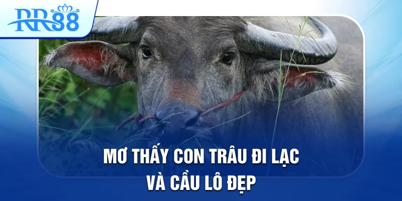 Mơ thấy con trâu đi lạc và cầu lô đẹp Mơ thấy con trâu đi lạc và cầu lô đẹp