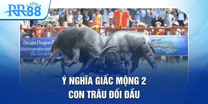 Ý nghĩa giấc mộng 2 con trâu đối đầu Ý nghĩa giấc mộng 2 con trâu đối đầu