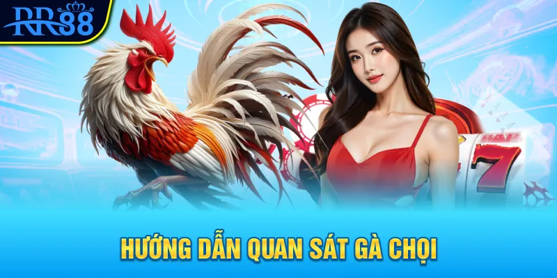 Hướng dẫn quan sát gà chọi Hướng dẫn quan sát gà chọi